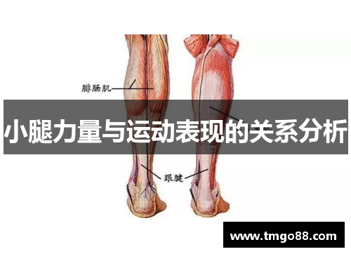 小腿力量与运动表现的关系分析